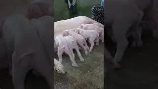 Nagising na din sila  hays padede muna