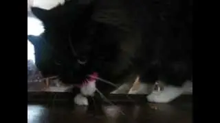 Crazzy Kitty!!
