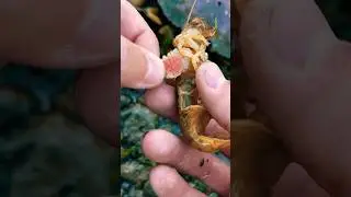 Satisfying Rescuing Monica the Shrimp from a Parasite. 🦐 #shorts
