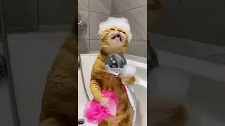 ИИ-ролики #sora  #cat