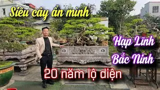 SH.11399. Hơn 20 năm ẩn danh bây giờ mới lộ diện Siêu cây Phu Thê Viên Mãn tại Hạp Lĩnh Bắc Ninh 