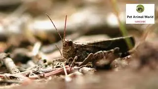 #Grasshopper - #YouTube small video - #insect - Digital animal world - ep-35