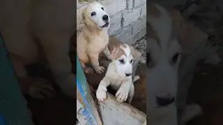 Central Asian Dog Alabai, Alabai Central Asian Shepherd Dog, Central Asian Shepherd Dog, Alabai p...