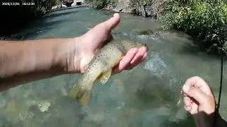 P&ecirc;che en rivi&egrave;re de montagne - septembre 2025