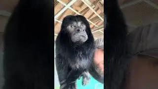 My buddy Falkor #monkey #zoo #animals #fyp #howlermonkey