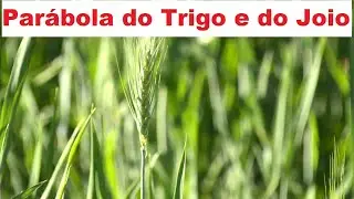Pregação sobre a Parábola do Trigo e do Joio - 3 Lições