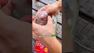 How to Make a Bottle Fruit Picker Tool