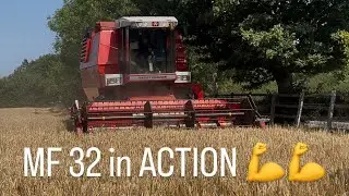 MF 32 combine in action cutting corn 👍