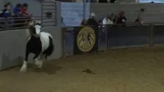 Feathered Horse Classic Jan. 2017 - Liberty Class