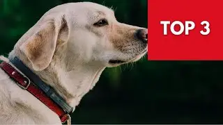 TOP 3 : Meilleur Collier Anti-Puces Et Anti-Tiques Pour Chien 2022