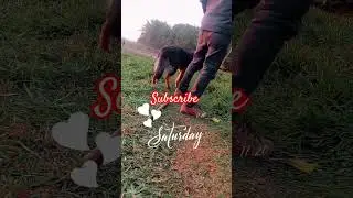 new dog vlogs training  Fl9a song trending walking all video status 🐕👈