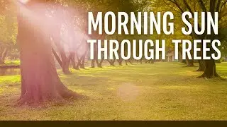 1 Hour of Morning Sun Through Trees 🌞 | Peaceful Forest Ambience for Relaxation & Focus