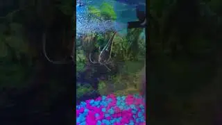 My Catfish Go CRAZY at Feeding Time! #catfish #feeding #fishcontent #aquarium #fishcontent #fish #cf