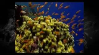 Globe Travel Network Promo