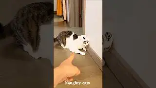 Cute Cat Turns Super Funny 😂#cat #funny