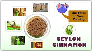 Ceylon Cinnamon Exporter - Ceylon King`s Spice
