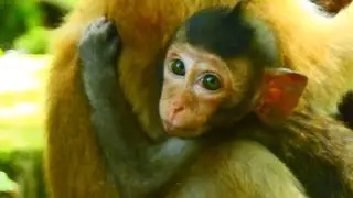 EXHAUSTED BABY MONKEY RONNIE HUNGRY NO MILK FEEDING @NewsBabyMonkey