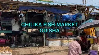 Chilika Fish Market || Odisha