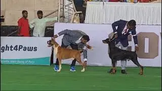 coimbatore kennel club dog shows group competition