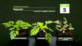 Ragweed Weed Control - Kixor herbicide time-lapse | BASF