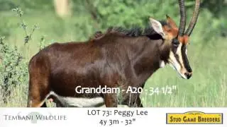Lot 73 - Peggy Lee - Stud Game Breeders Auction 2017 - Tembani Wildlife
