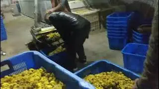 Flower dehydrator machine/Flower dryer/ Flower drying machine/How to dry flowers