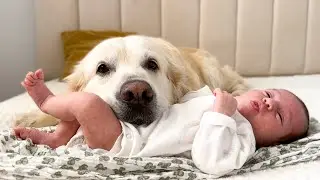 Golden Retriever and Newborn Baby [Cuteness Overload]