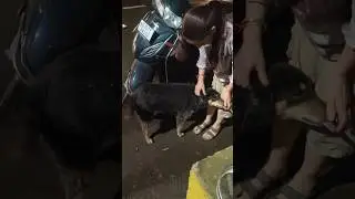 Barish Mein Bhooki Zummi 💔 | Humanity Still Exists #cutybees #streetdog #doglove #viral #shortsfeed