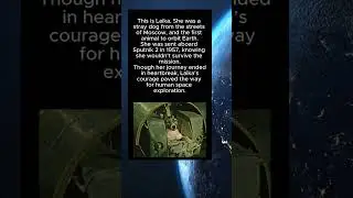 Laika: The Brave Dog Who Became the First Astronaut 🐕🚀 #Laika #SpaceHero #AnimalHistory #viralfacts