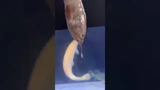 Mystery Fish Feeding 😱 Albino Gar vs Peacock Bass