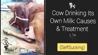 Cow drinking it's own Milk| SelfSuck in cattle | Causes & Treatment