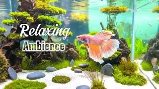 Aquariumscape 2 | Peaceful Fish Swimming | Cozy Relaxing Visuals
