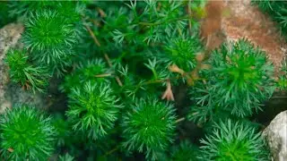 partridgefoot - Luetkea pectinata. Identification and characteristics