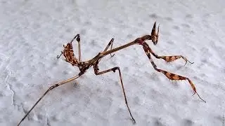 Empusa pennata praying mantis nymph in Greece