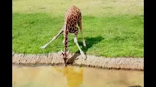Muri&oacute; una de las jirafas del parque Ukumar&iacute; | Noticias Caracol