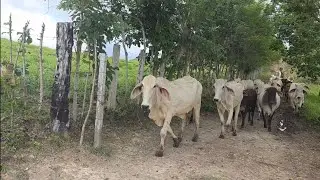Regresaron mis vacas despues de que Rente Pasto. 