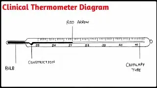 Clinical thermometer diagram |  thermometer drawing | Class7