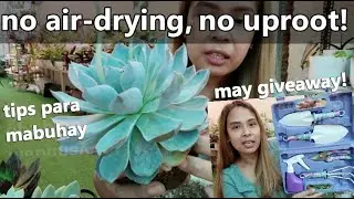 GANITO KO ITANIM ANG HINDI INI-AIRDRY NA SUCCULENTS! || May Pa-Giveaway Tayo :)