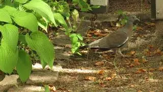 Wood Pigeon fledgling foraging on the ground