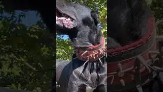 BLACK BIG DOG AGGRESSIVE BREED🔥🔥🔥 #dogcare #dogeducation #dogtraining