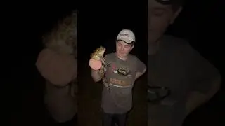 This frog is giant 🐸 #outdoorswithjay #bullfrog #frog #herping #hopping