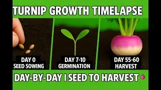 Turnip Growth Time-lapse: Seed to Harvest in 60 Days! 🌱 Day-by-Day Science