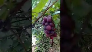 Colhendo uvas no quintal 