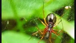 Bizarre spider behaviour