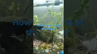 How to safely remove this algae?#plantedaquarium #algea #fish