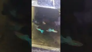 future of Japanese blue guppy #guppy #shorts #aquarium #fish