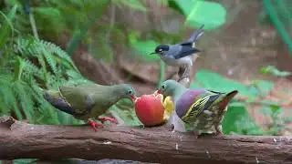 [NO ADS] Cat TV for Cats to Watch 😺🐦‍⬛ Adorable Birds and Guinea Pig 🐿 Cat Games 4K HDR