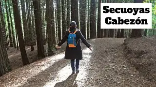 Bosque Secuoyas Cabezón de la Sal 4K: único en toda Europa  | 7# Cantabria | España