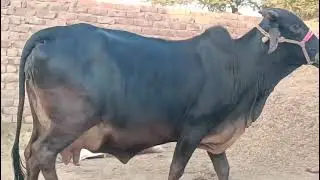 #farmtalk #sahiwalbreed #sahiwalbreed #kulveersidhu #swamidairyfarm