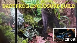 DARTFROG BACKGROUND EASY & ENCLOSURE BUILD TUTORIAL BIOACTIVE